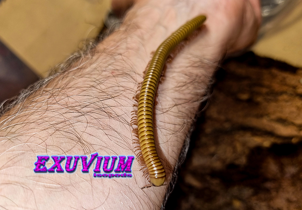 Spirostreptus gregorius (African Olive Millipede) for sale, in stock, available