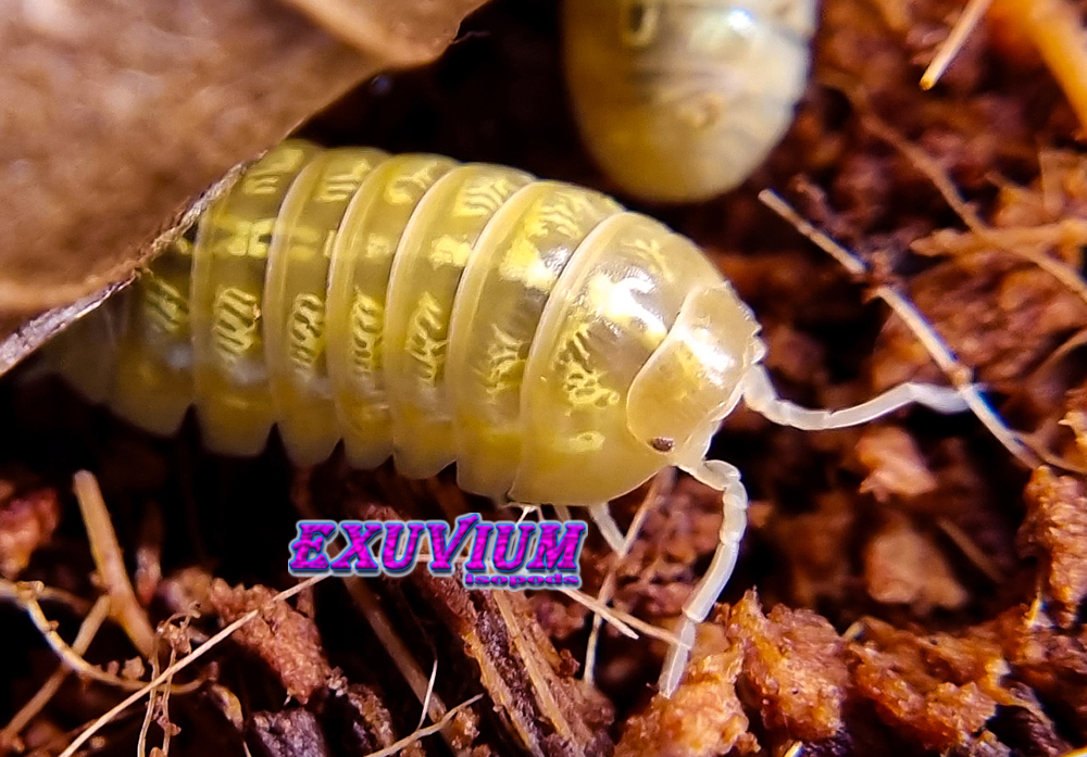 Armadillidium sp Japan albino isopods for sale, in stock, available