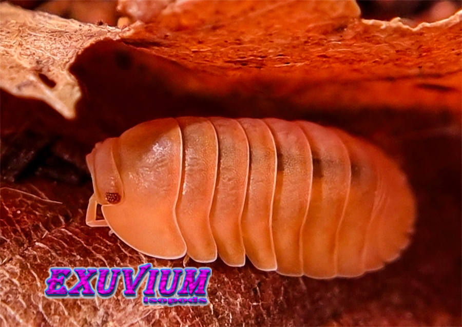 Cubaris spec giant mandarin isopods for sale, in stock, available