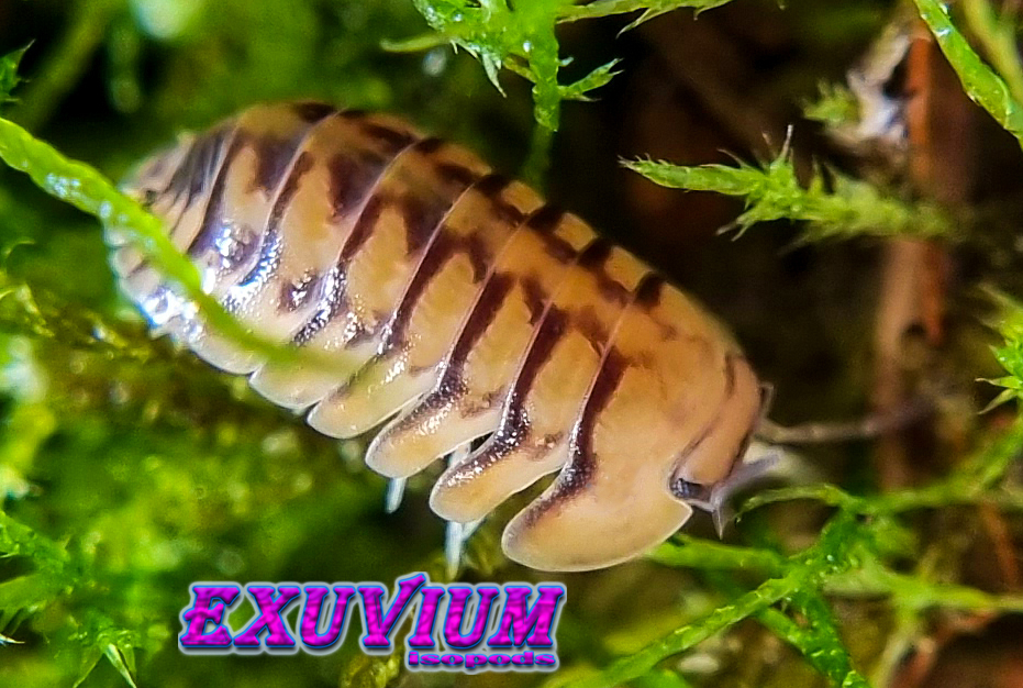 Cubaris spec honeymoon tiger, isopods for sale, in stock, available