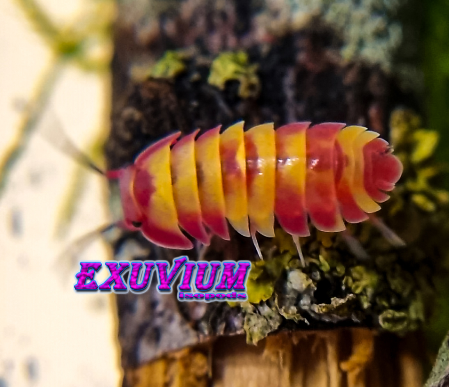 merulanella pink lemonade, spec, isopods for sale, in stock, available
