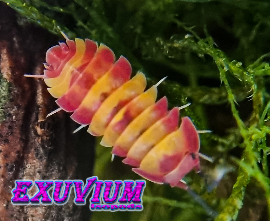merulanella pink lemonade, spec, isopods for sale, in stock, available