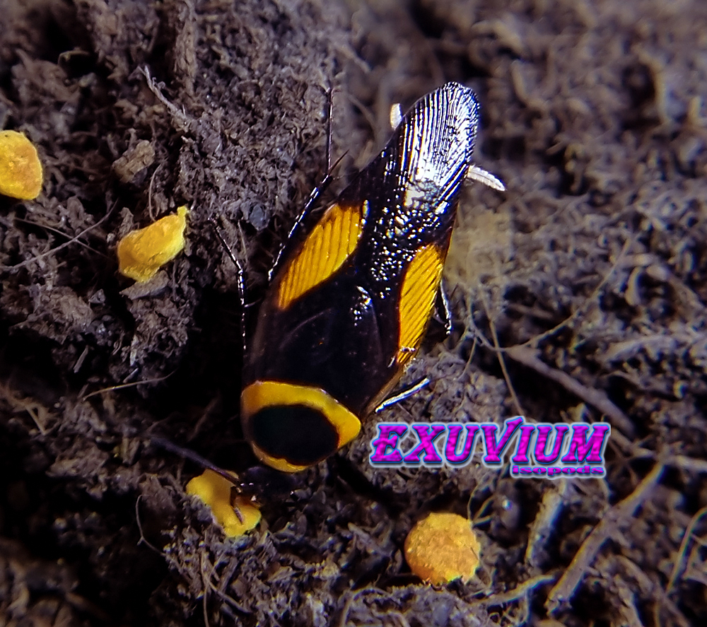 Hemithyrsocera vittata, gold banded clown roach, in stock, available, roaches for sale