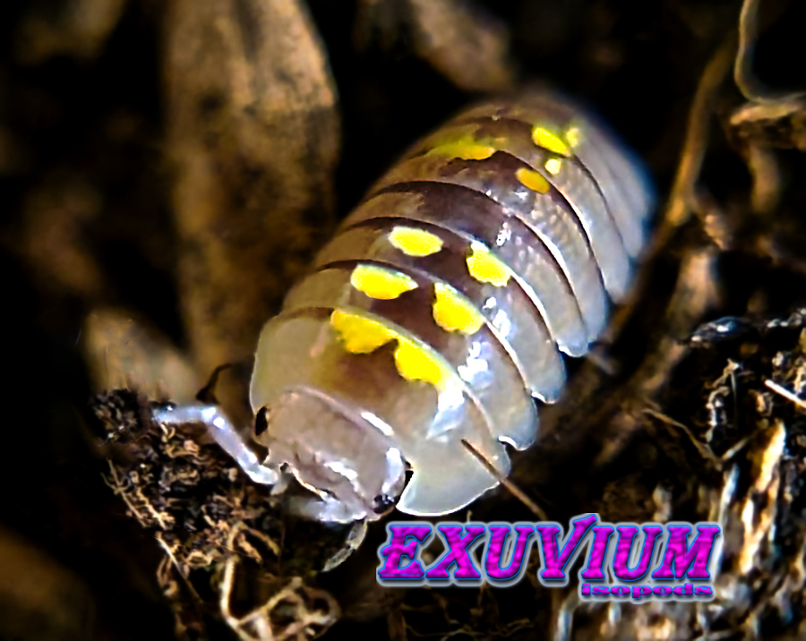 schizidium rausi, rare exotic isopod, isopods for sale, in stock, available