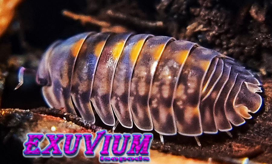Cubaris spec platin tung song isopods for sale, in stock, available