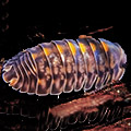 Cubaris sp platin tung song, isopods for sale