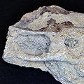 limestone rock for isopods