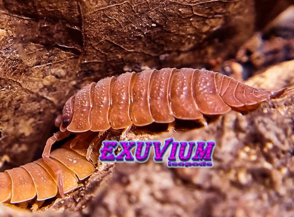 porcellio scaber orange, isopods for sale, in stock, available