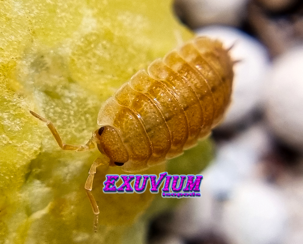 porcellio scaber orange, isopods for sale, in stock, available