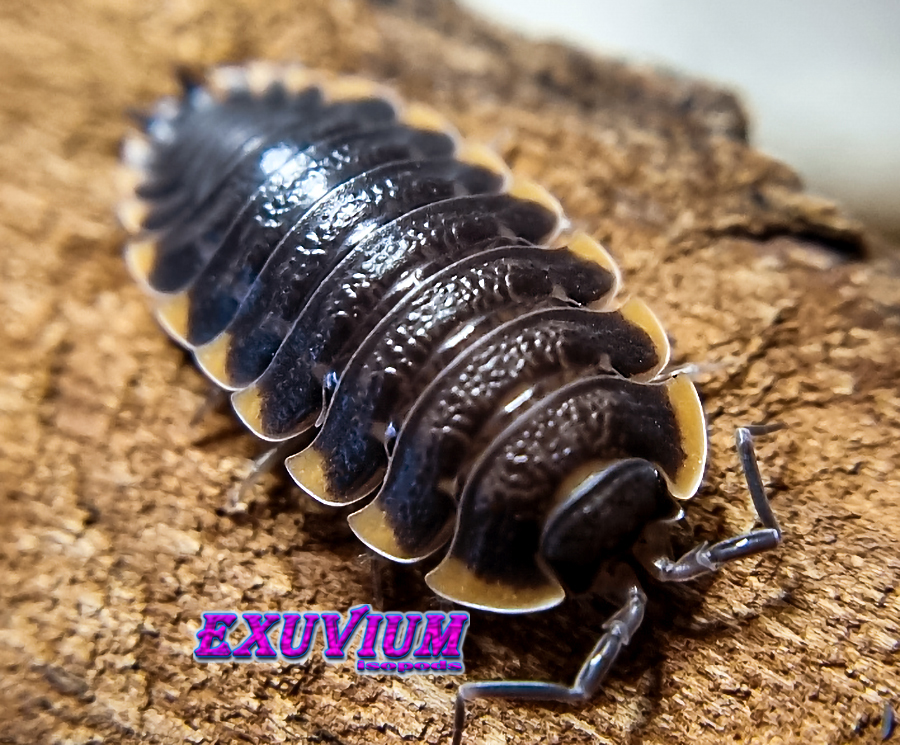 Trachelipus caucasius isopods for sale, in stock, available