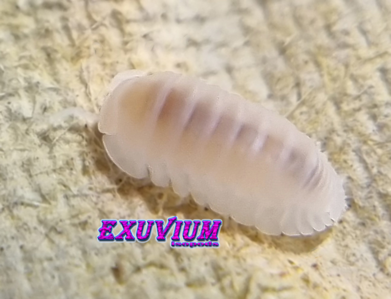 Cubaris murina glacier white out isopods for sale, in stock, available