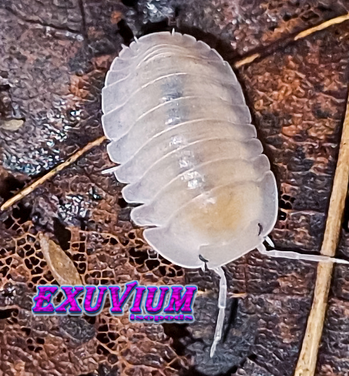 cubaris sp thai angel blue, thai blue angel, spec, rare exotic tropical isopod, isopods for sale, in stock, available