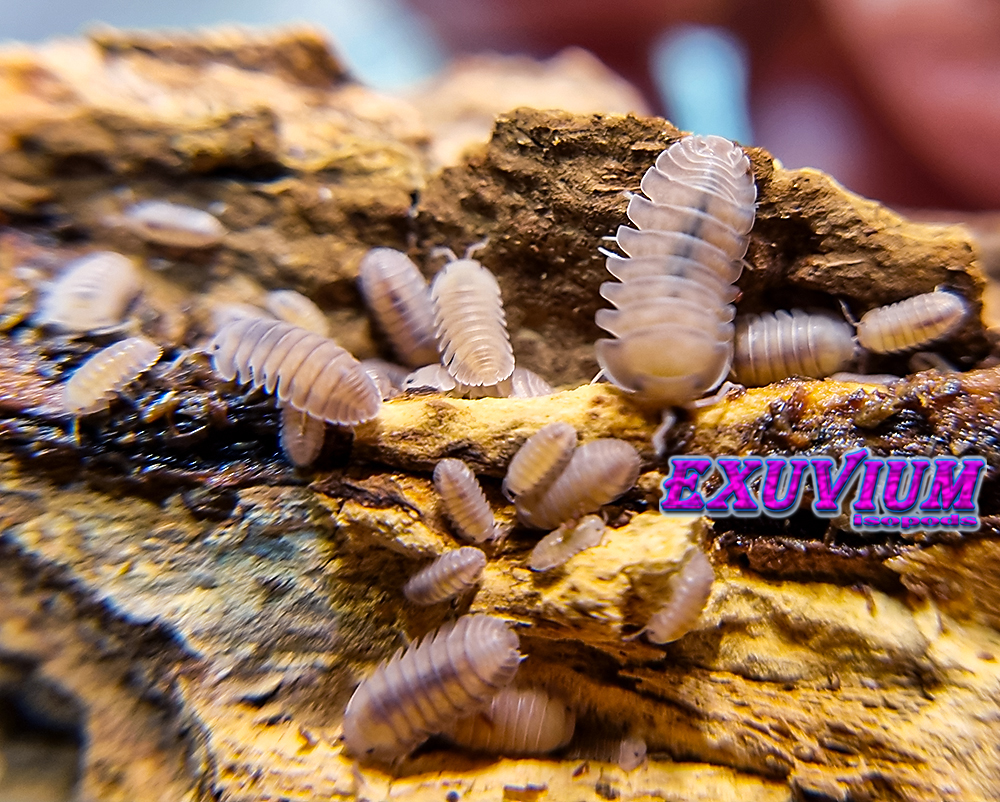cubaris sp thai angel blue, thai blue angel, spec, rare exotic tropical isopod, isopods for sale, in stock, available