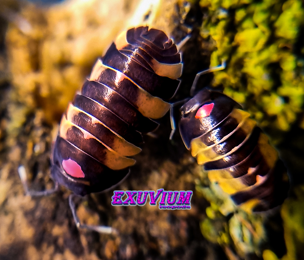 merulanella sp pink lambo, spec, rare exotic tropical isopod, isopods for sale, in stock, available