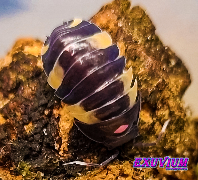 merulanella pink lambo, spec, rare exotic tropical isopod, isopods for sale, in stock, available