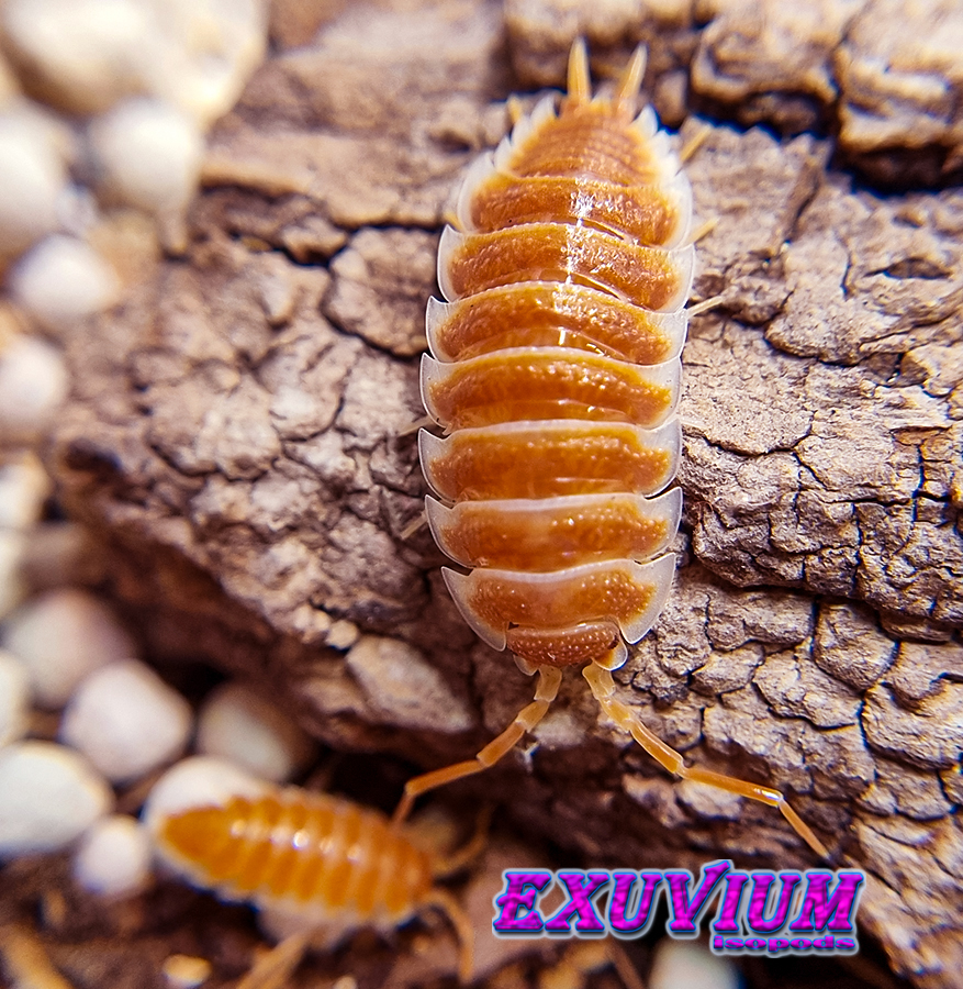 porcellio hoffmannseggii orange, hoffmannseggi, isopods for sale, in stock, available