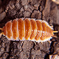 Porcellio hoffmannseggii, hoffmannseggi, isopods for sale