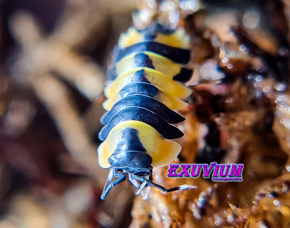 merulanella sp yellow phoenix, spec, rare exotic tropical isopod, isopods for sale, in stock, available