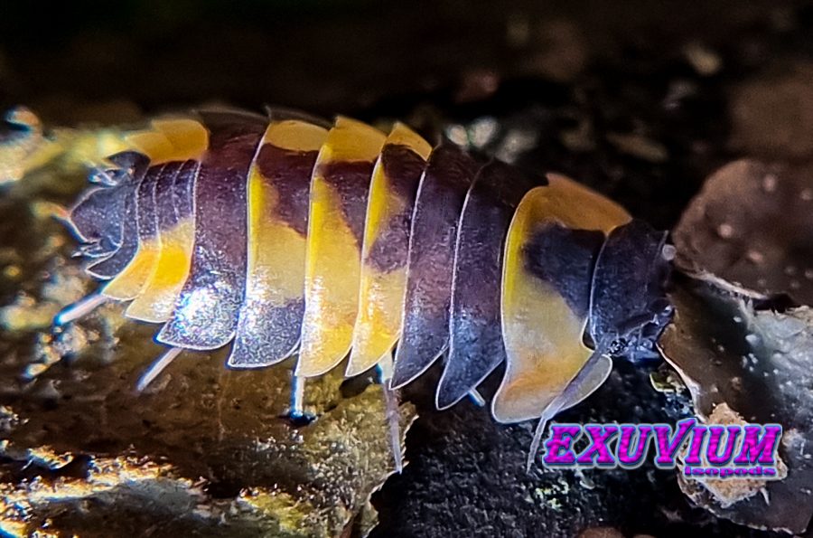 merulanella yellow phoenix, spec, rare exotic tropical isopod, isopods for sale, in stock, available