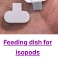 feeding dish for isopods