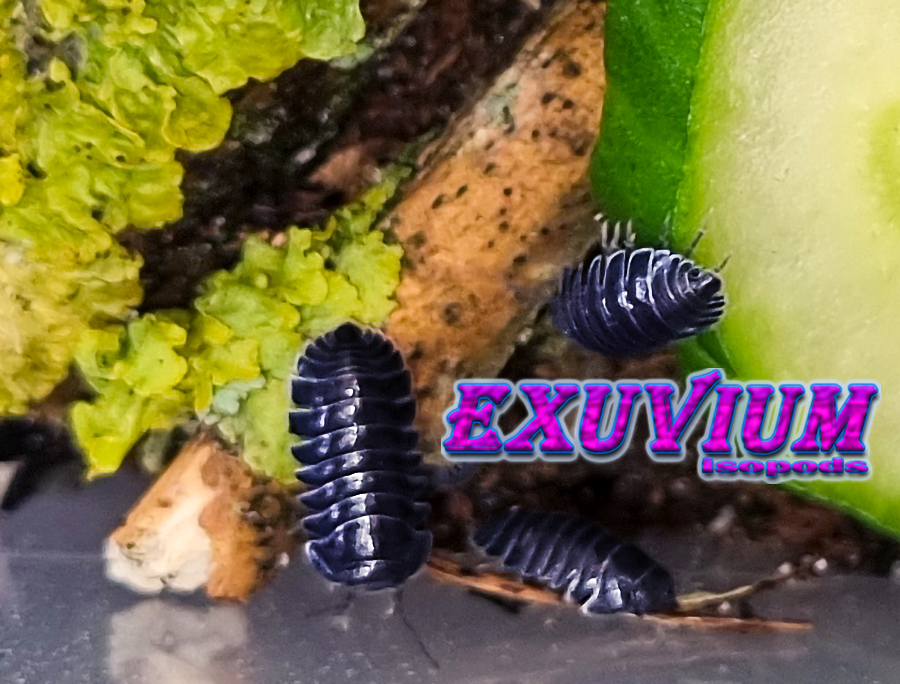 merulanella black hole, spec, rare exotic tropical isopod, isopods for sale, in stock, available