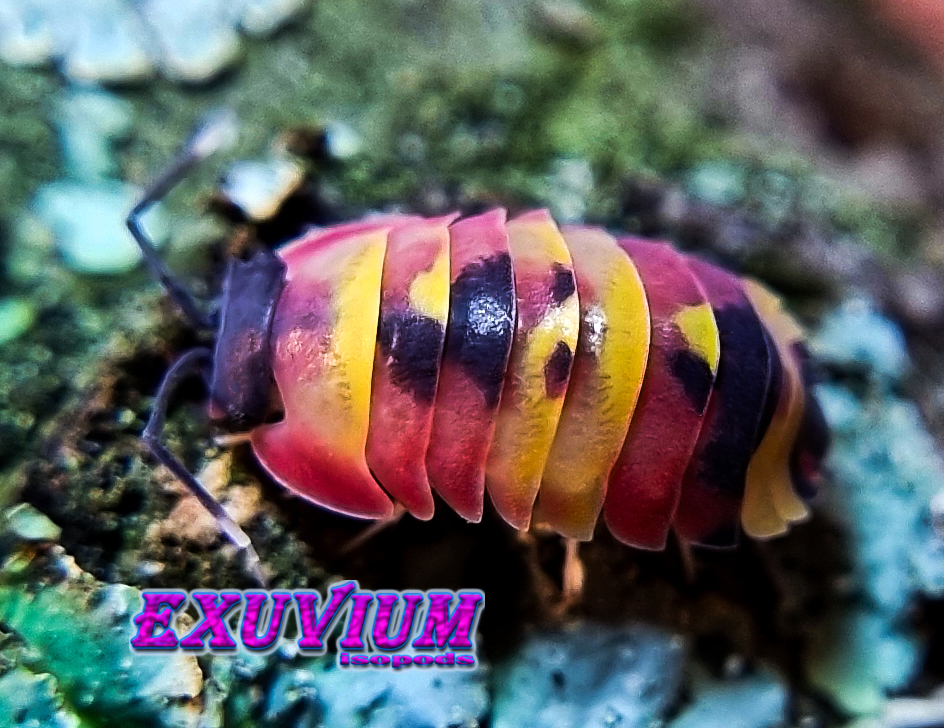 merulanella blister, spec, rare exotic tropical isopod, isopods for sale, in stock, available