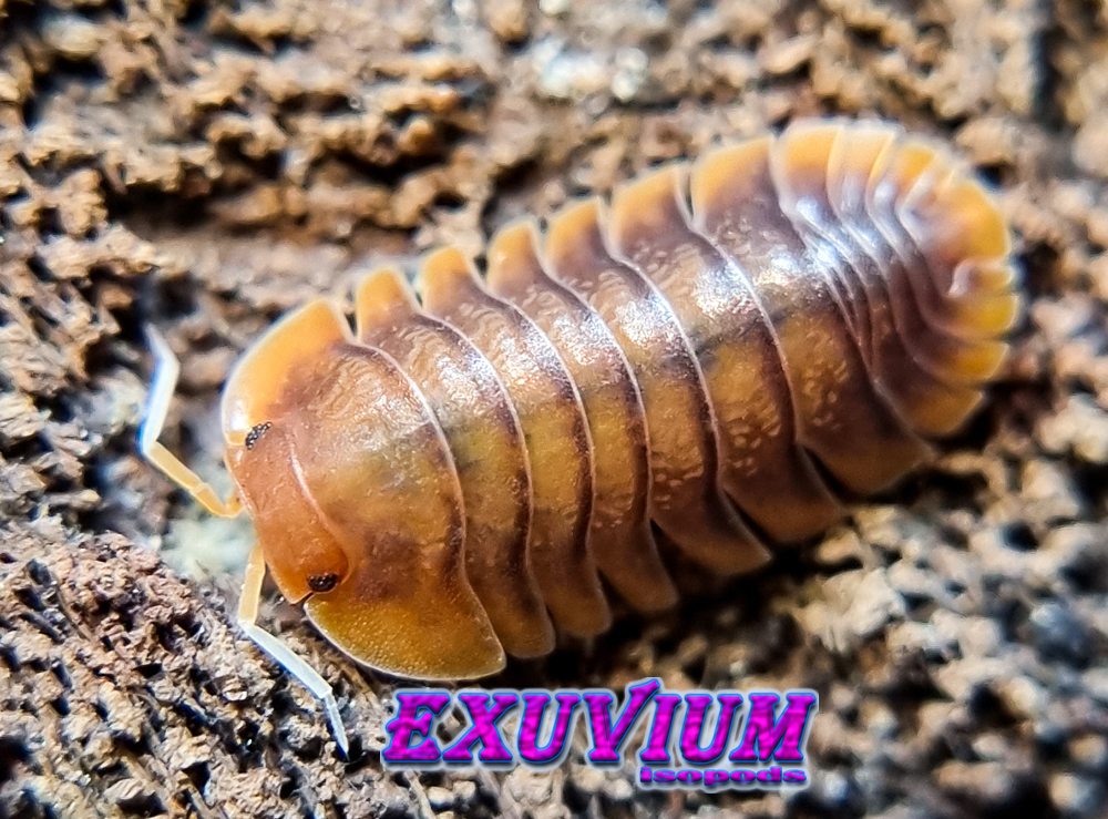 Troglodillo sp sunset, isopods for sale, in stock, available